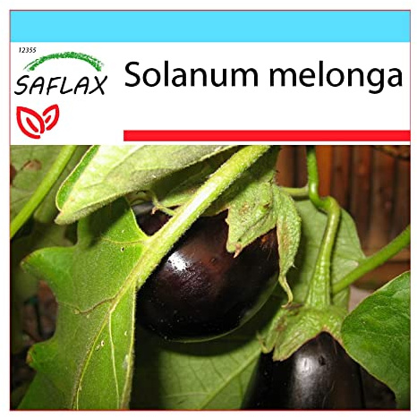 SAFLAX - Set regalo - Berenjena - 20 semillas - Con caja regalo/envío, etiqueta para envío, tarjeta de felicitación y sustrato de cultivo y fertilizante - Solanum melonga