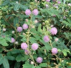 MIMOSA PUDICA SENSITIVA NR.50 SEMI