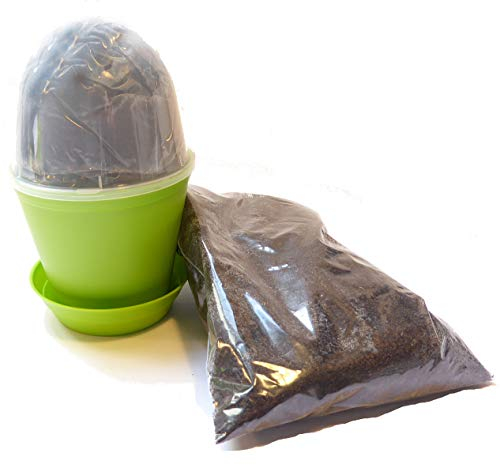 Seedeo® 3 x Anzuchttopf mit Anzuchterde + 1 x Samenprobe