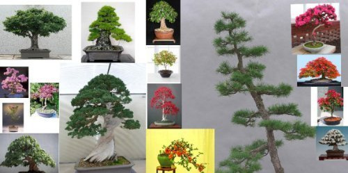Bonsai Tree Seeds Ultimate Pack-Conifers/Deciduous/Flowering -Over 100 Seeds!!!