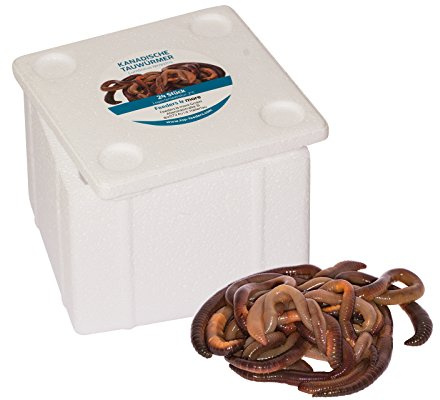 Feeders & more | Kanadische Tauwürmer | 240 Stück | lebender Angelköder | extra groß & aktiv | naturbelassen | Forellen-, Hecht- & Karpfenköder | Gute Haltbarkeit durch Lieferung in Styrobox