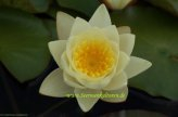 Mühlan Wasserpflanzen 1 SEEROSE Sorte Marliacea Chromatella gelbe Blüte