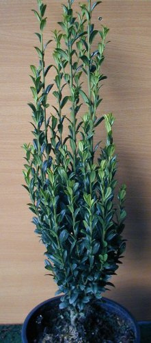 Säulen Ilex Ilex crenata Fastigiata 30-40 cm hoch 3 L Topf | Immergrün, winterhart & pflegeleicht – säulenförmiger Wuchs, schnittverträglich, ideal für schmale Hecken