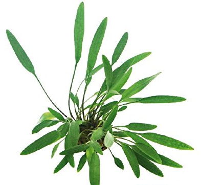 Lincolnshire Pond Plants Ltd Cryptocoryne Lutea - Tropical Aquarium Plants - Oxygenating Plant Aquarium, Fish Tank, Live Plants for aquascaping, Tropical Aquatic Plants.