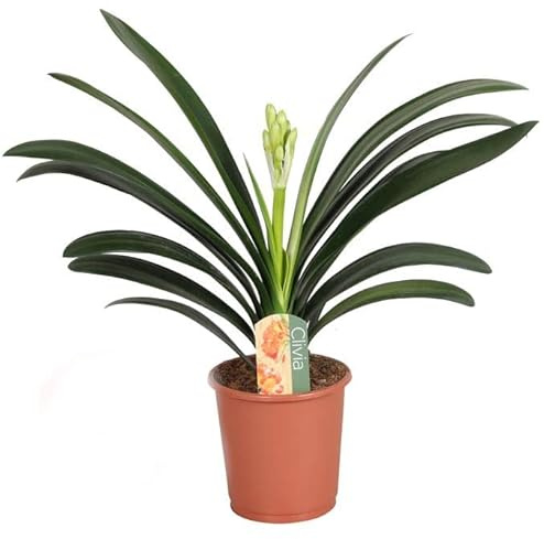 Clivia o Lirio del Bosque Natural Planta de Exterior Ideal para Jardines