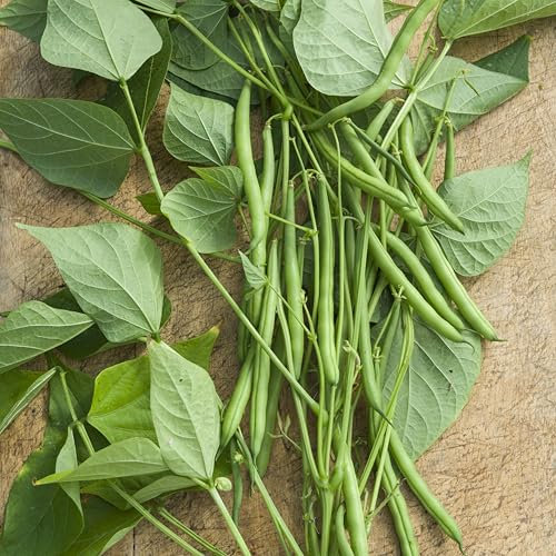 PREMIER SEEDS DIRECT - Dwarf French Bean Seeds - Harrison - 150 Seeds