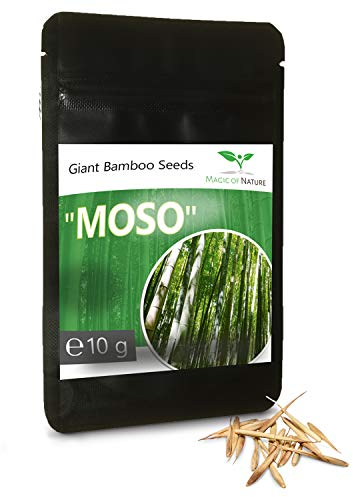 Magic of Nature Riesenbambus Samen - 10g - ca. 350 Stück - Optimaler Sichtschutz - Ultraschnelles Wachstum bis zu 10 m - Winterhart bis -15 Grad - Perfekter Windschutz
