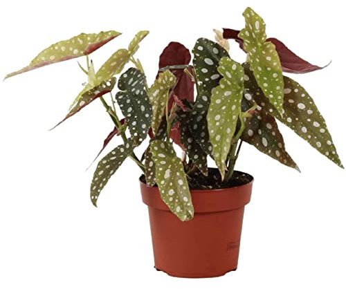 Begonia Maculata Natural Planta para dar Un Toque de Elegancia a Cualquier Espacio