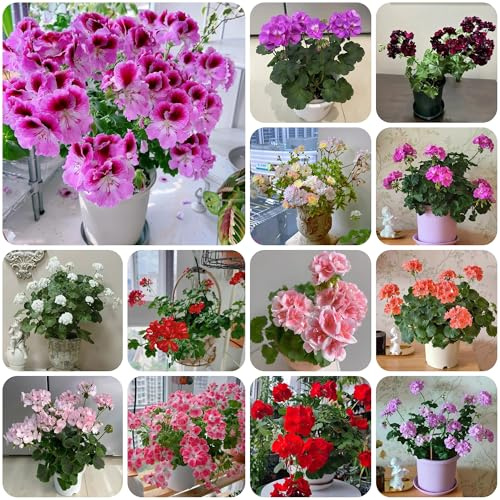 geranien hängend - pelargonium - bio blumenbeet topfpflanzen winterharte garten steingartenpflanzen hochbeet 300samen