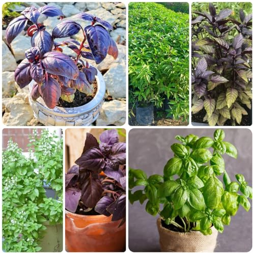 albahaca - semillas de orgánicas, resistentes al invierno albahaca Semillas resistentes hortícolas invernadero balcón 750semillas