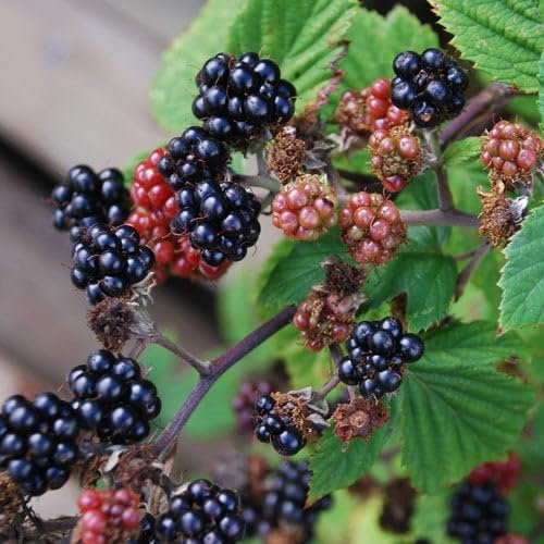 Plant World Seeds - BlackBerry Thornless Seeds (Berry Seeds)