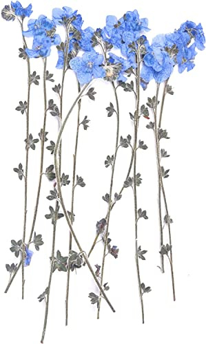 YoothBro 50 Stück Blaue Vergissmeinnicht-Blumen mit Stiel, Vergiss-Mich-Nicht-Blumen aus Echten Getrockneten und Gepressten Naturblumen für DIY-Kunsthandwerk mit Harz