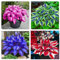 Hosta Bulbs Mix-Strong Plants That Grow Well/Mix Golden Jade Carving Feels Perfect