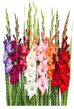 1000 Piece Puzzle Gladiolus Flowers Isolated on White Indoor Activities Difficult Jigsaw Set for Adults Children Educational Toys Gift