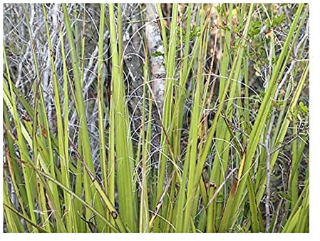 Pcs - 10x Hesperaloe Campanulata Glockenblütige Yucca Garden Plants - Seeds ID928 & Plants Shop by Ipsa