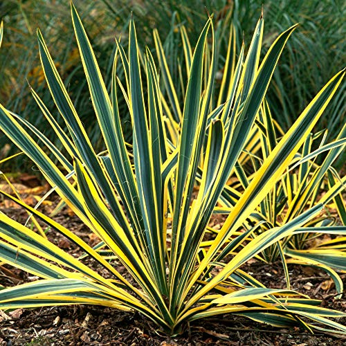 Yucca Bright Edge Compact Evergreen Flowering Outdoor Garden Shrub Plant in Pot (3 Litre Pot, 30-50cm)