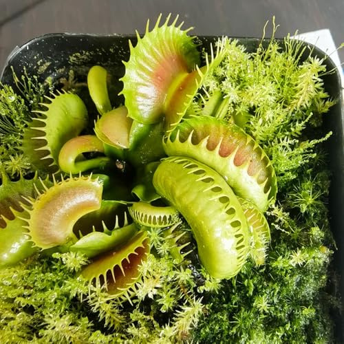 Semillas de Venus atrapamoscas, orgánicas semillas exóticas Dionaea muscipula, Las perennes son perennes resistentes 100pcs