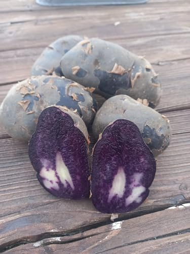 Patch Seed - Freshly Dug Purple Irish Potatoes 5kg. Unwashed Ready To Eat Fresh Harvest. Floury & Full Of Flavour. Ideal Taste Great For Being Boiled, Steamed, Baked Or Roasted. Grown In Ireland