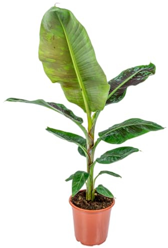 Bloomique - Musa Dwarf Cavendish - Bananier d’intérieur - Plante d’intérieur - Dépolluante - Sans danger pour les animaux - Hauteur 80-100 cm - Pot 21 cm