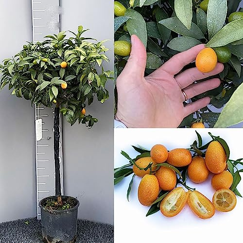 SAVINI VIVAI Planta de Kumquat, Árbol de Cítricos Kumquat Chino Mandarín, en Maceta de 24 cm Altura 90-110 cm 3-4 Años de Injerto,