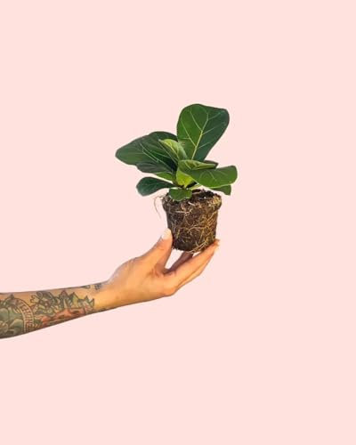 Ficus Lyrata | Mini Plantas Naturales Interior | Pur Plant