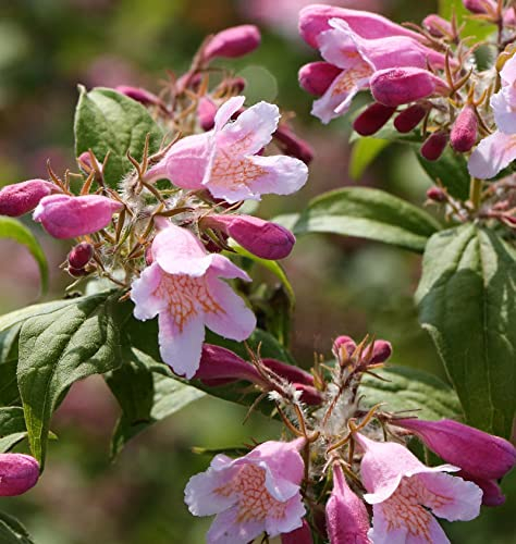 Perlmuttstrauch Kolkwitzie 40-60cm - Kolkwitzia amabilis - lebende Gartenpflanze aus den Baumschulen