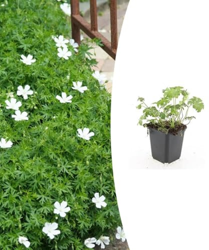Geranium sang. Album' | 24 stycken - 10-25cm - Ø9cm - Trädgårdsväxt