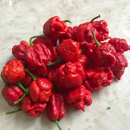 300 piezas semillas de carolina reaper silvestres, resistentes al exterior. Balcón orgánicas cama