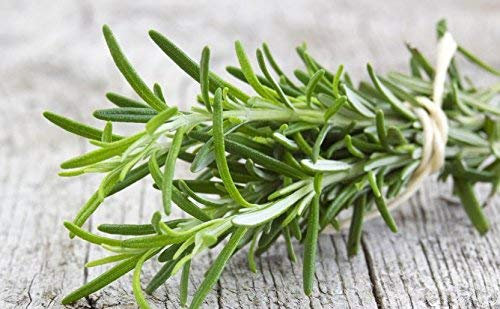 Home Garden - Romarin - pour la culture en intérieur et sur balcon - 80 graines