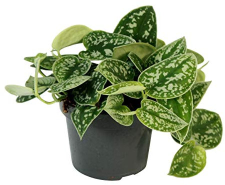 Luftreinigende Scindapsus pictus 'Argyraeus' – Gefleckte Efeutute, 50-60 cm in Ampel – Robuste Zimmerpflanze mit silbernen Flecken, pflegeleicht & ideal für Büro oder Wohnzimmer