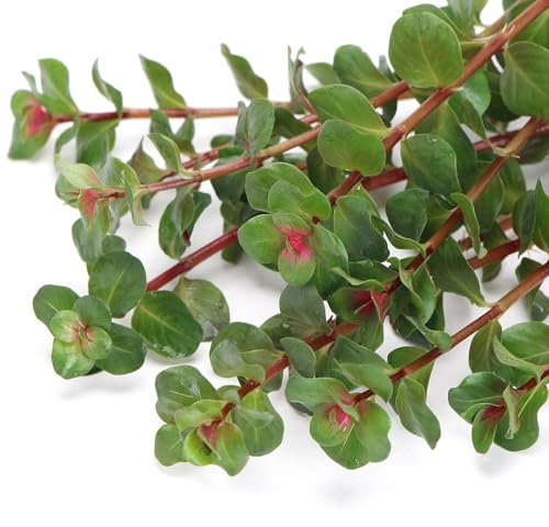 K2AQUA Rotala H’ra Loose Plants Live Aquarium Plant Delicate Narrow Green to Red Leaves Easy Care Low Maintenance Midground Freshwater Tropical Tank Natural Decoration Beginner Friendly