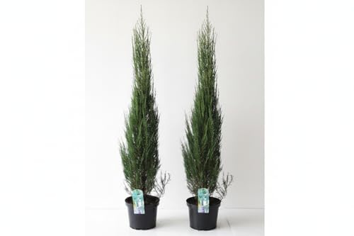 2x Raketenwacholder Blue Arrow, blau, 120-130 cm, Juniperus | Blauer Säulenwacholder winterhart