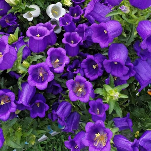 Campanula Medium 'Blue' - Hardy Shrub for Cottage Gardens, Blue Bell-Shaped Flowers, Self-Seeding Perennial – 1x 3 Litre Potted Plant by Thompson & Morgan