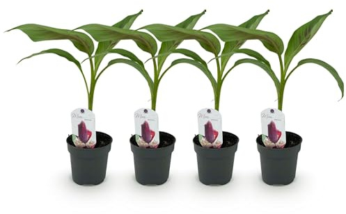 Bananenpflanze Musa sikkimensis Red Tiger – 4 Pflanzen – Ø12 cm – Höhe ca. 30 cm – Exotische Zimmer- & Terrassenpflanze