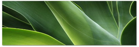 PANORAMA BILD 150x50cm (Natur Grün Pflanzen Blatt) EXKLUSIVES Fotowandbild auf Leinwand und Keilrahmen Leinwandbild Fotodruck modern Zeitlos Stilvoll wie ein Gemälde
