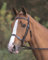 Shires Aviemore Uni Trensenzaum mit Gummi Grip Zügel – Schwarz schwarz schwarz Cob