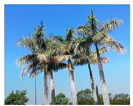 Pcs - 10x Roystonea Regia Palmier Royal Cubain Plantes - Graines ID161 - Seeds & Plants Shop by Ipsa