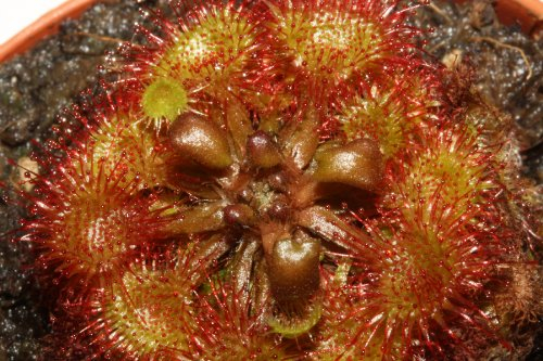 fleischfressende Pflanze, Sonnentau, Drosera rotundifolia, Größe ca, 3 bis 5cm., Rot, Grün