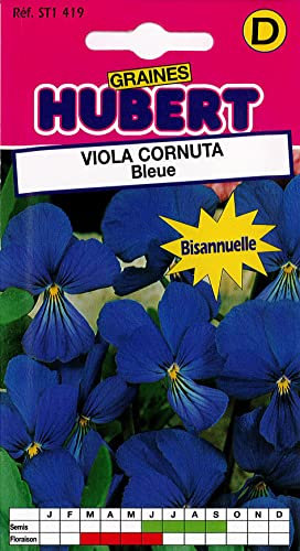 Graines de Viola Cornuta Bleue - 0,3 grammes