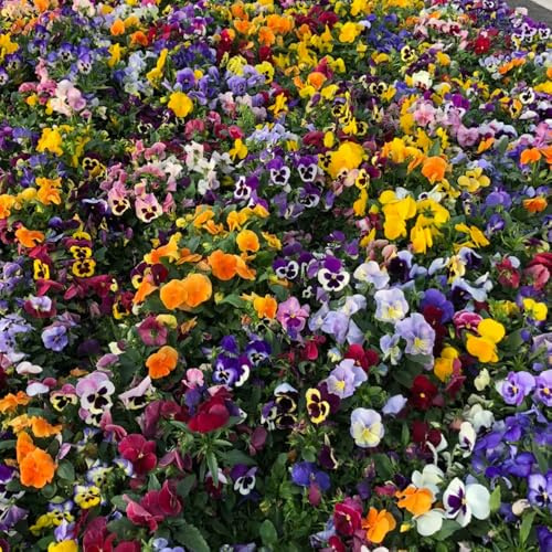 semi di viola del pensiero resistenti - giardino, d'appartamento di antiche varietà, campo da balcone, 30pcs