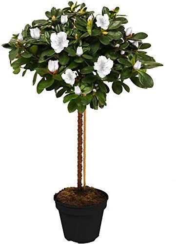Azalea Japonica Tree | Trees for Small Gardens Border Patio Potted Plants | Lollipop Stem Trees | Red, White, Pink, Bicolour, Orange & Purple | 2-3ft (White)