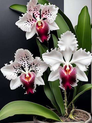 Mix Rizoma Di Cymbidium Orchidea, Resistenti Al Freddo E Alla Siccità, Facile Da Coltivare, Adatto A Primavera E Autunno-3 Rizoma-H