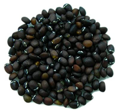 Cataire Citronnelle - 150 graines - Nepeta Cataria Citriodora - SEM05