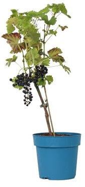 Plant in a Box - Vitis vinifera 'Nero' - Plant de raisin - ⌀21cm - Hauteur 60-75cm
