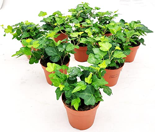 POWERS TO FLOWERS - EDERA VERDE, 9 PIANTE, VASO 9CM DIAMETRO, piante vere