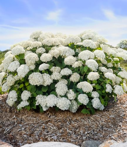 BALDUR Garten Freiland-Hortensie 'FlowerWOW®',1 Pflanze, Blütenmaschine für Beet und Kübel, unglaublich viele stabile Triebe, winterharter Dauerblüher, pflegeleicht