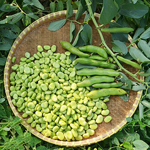 Dicke Bohnensamen - winterhart puffbohnen winter kaufen 6pcs