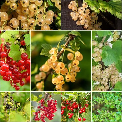 stachelbeeren - balkon - seltene serie - säulenobst säulenobstbäume stauden winterhart mehrjährig kräuterpflanzen obstbaum balkonpflanzen 80samen