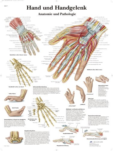 3B Scientific – Laminierte Hand & Handgelenk Tafel – Anatomie & Pathologie – UV- & Staubgeschütztes Poster für Studium, Lehre & Kliniken