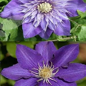 2 x Clematis Kletterpflanzen: Clematis The President & Multi Blue - Blau, Mehrjährig & Winterhart | 2 x 1,5 Liter Töpfe